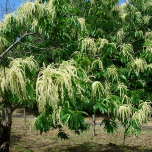Саженец каштана японского или городчатого