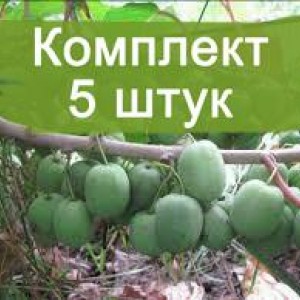 Саженцы актинидии женской Жемчужина Сада -  комплект 5 шт.