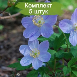 Луковицы анемоны Голубая ветреница -  комплект 5 шт.