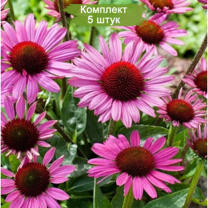 Саженцы эхинацеи пурпурной Магнус (Magnus) -  комплект 5 шт.