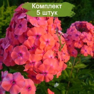 Саженцы флокса Ориндж Перфекшн (Orange Perfection) -  комплект 5 шт.