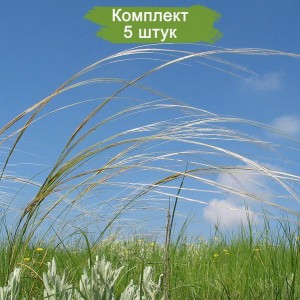 Саженцы ковыли Украинской -  комплект 5 шт.