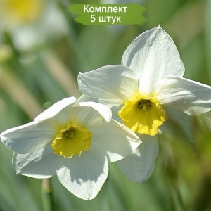 Луковицы белого нарцисса Авалон -  комплект 5 шт.