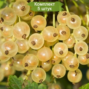 Саженцы белой смородины Булонь - комплект 5 шт.