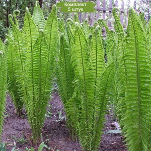 Саженцы страусника обыкновенного -  комплект 5 шт.