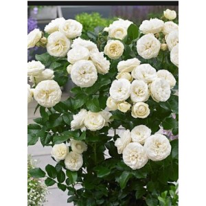 Роза Артемис (шраб)