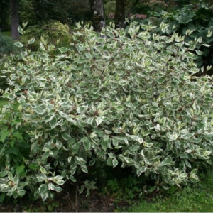 Саженец Дерена белого Сибирского ( от 10-15 см)