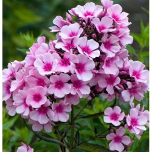 Саженец флокса Брайт Айз (Bright Eyes )