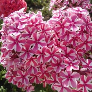 Саженец флокса пятнистого Наташа