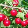 Комплект 5шт / Вишня Окский Рубин
