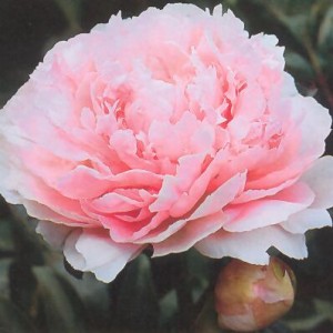 Саженец пиона Miss Livingston Farand (Мис Ливингстоун Фаранд )